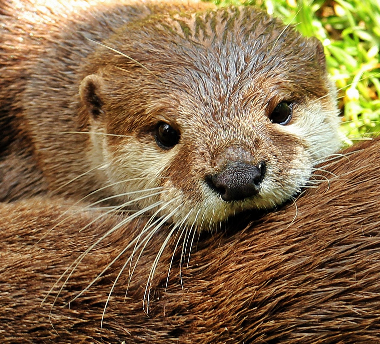 otter picture